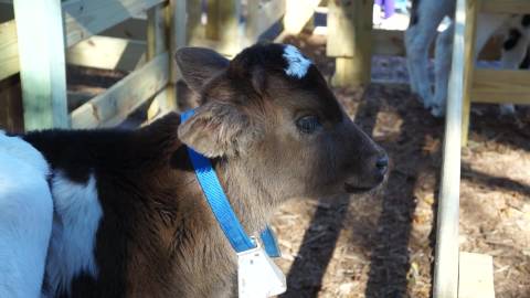 リスの動画(DXテスト)